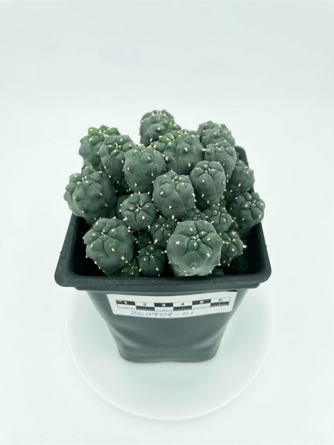 Lophophora Williamsii Cluster [260909-01] - photo 2