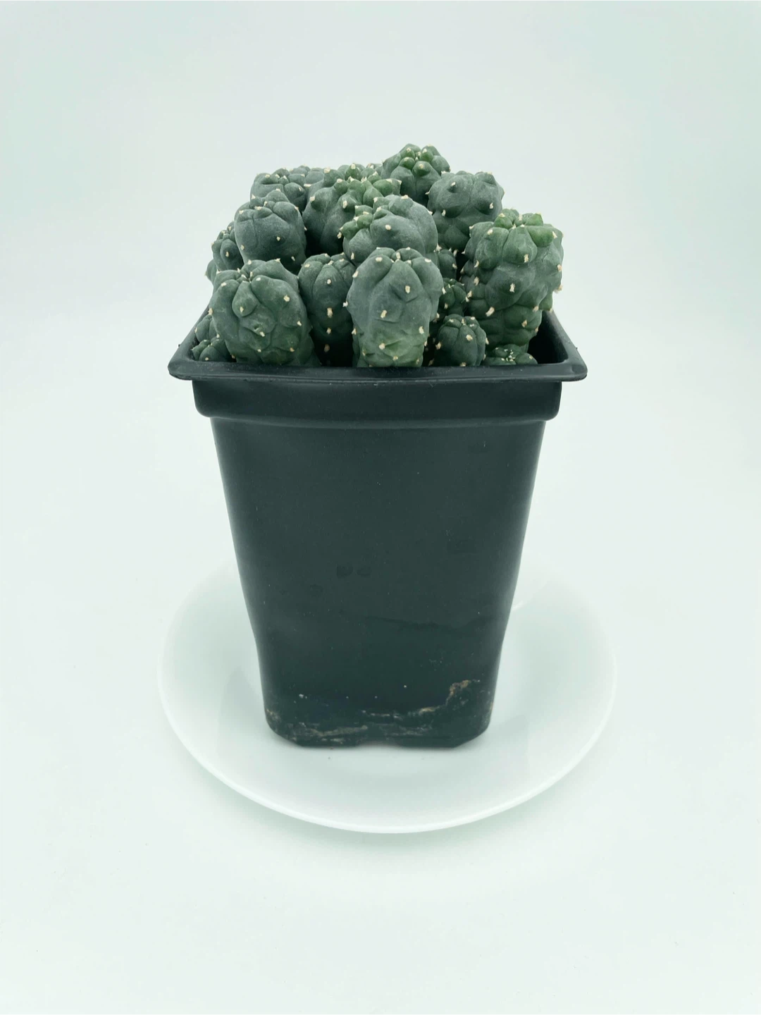Lophophora Williamsii Cluster [260909-01] - photo 3