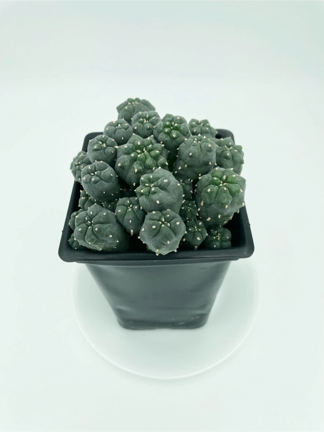 Lophophora Williamsii Cluster [260909-01] - photo 4