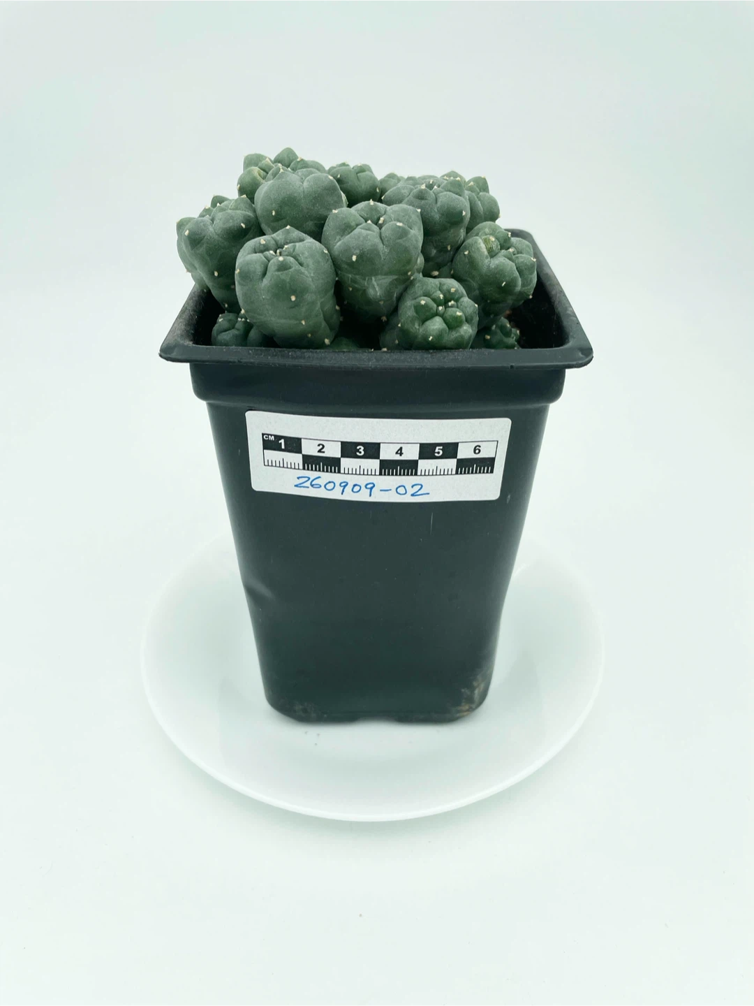 Lophophora Williamsii Cluster [260909-02]