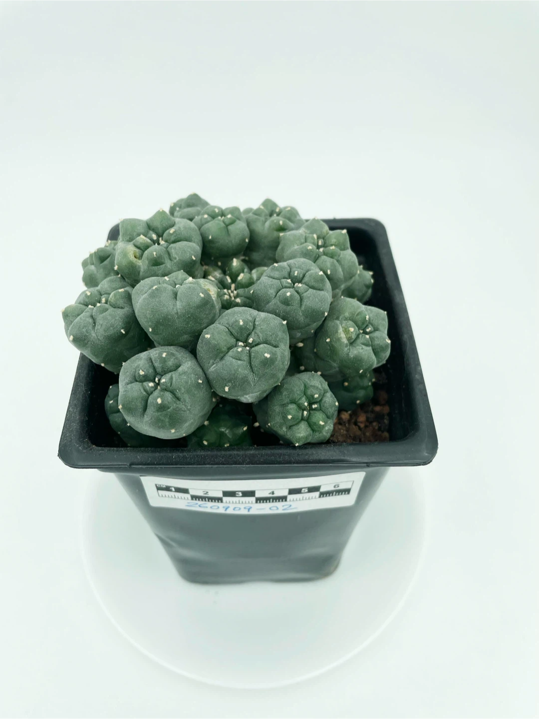 Lophophora Williamsii Cluster [260909-02] - photo 2
