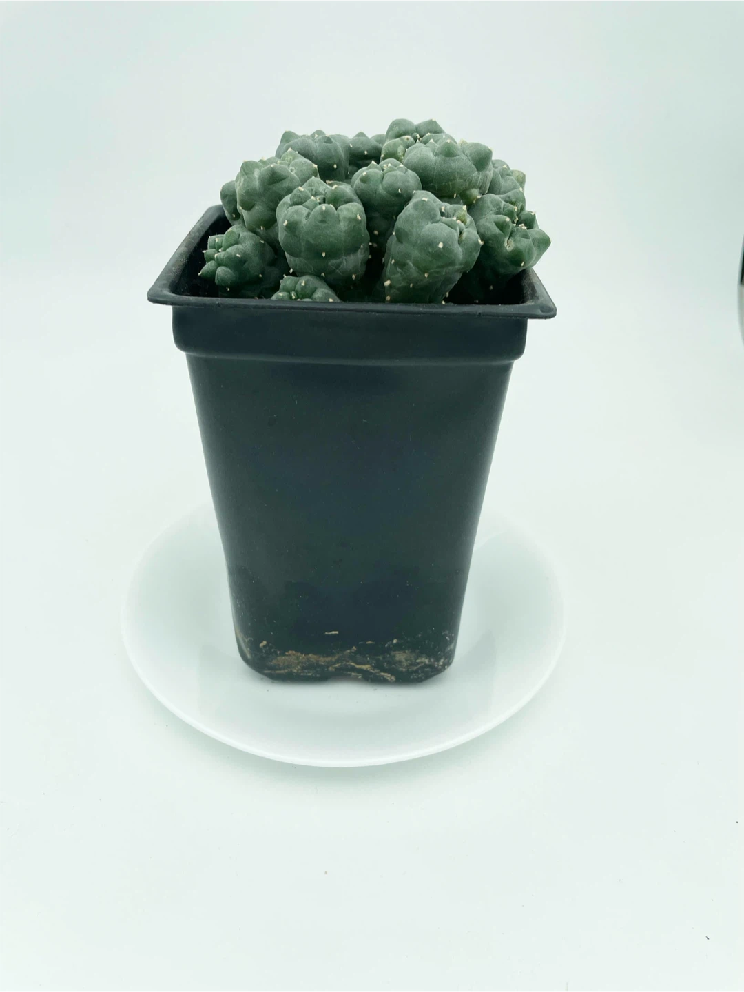 Lophophora Williamsii Cluster [260909-02] - photo 3