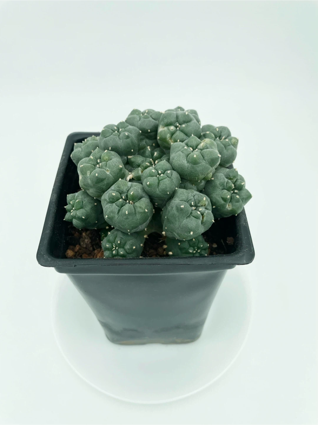 Lophophora Williamsii Cluster [260909-02] - photo 4