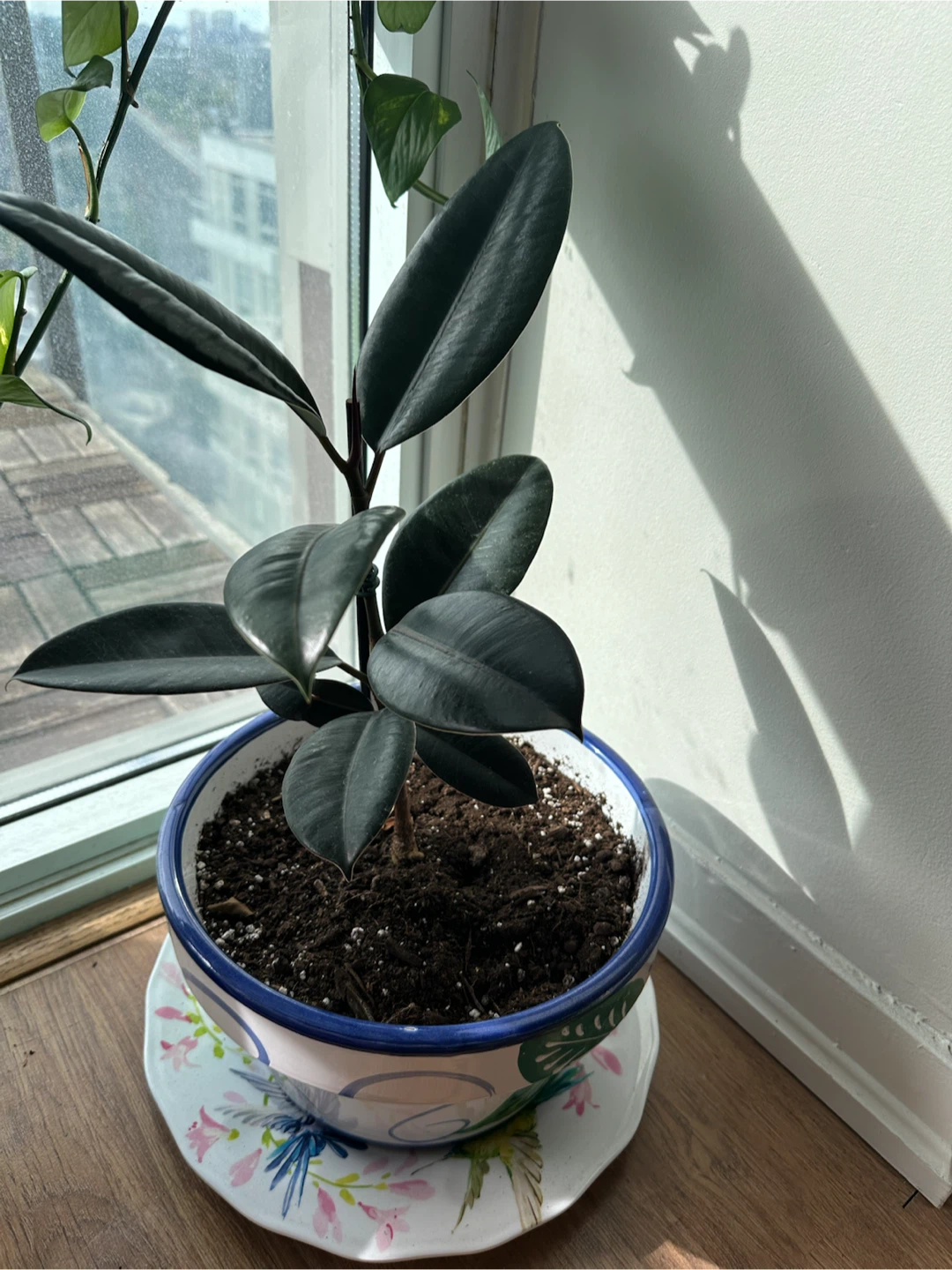 Healthy Rubber Plant (Ficus Elastica) in Ceramic Pot