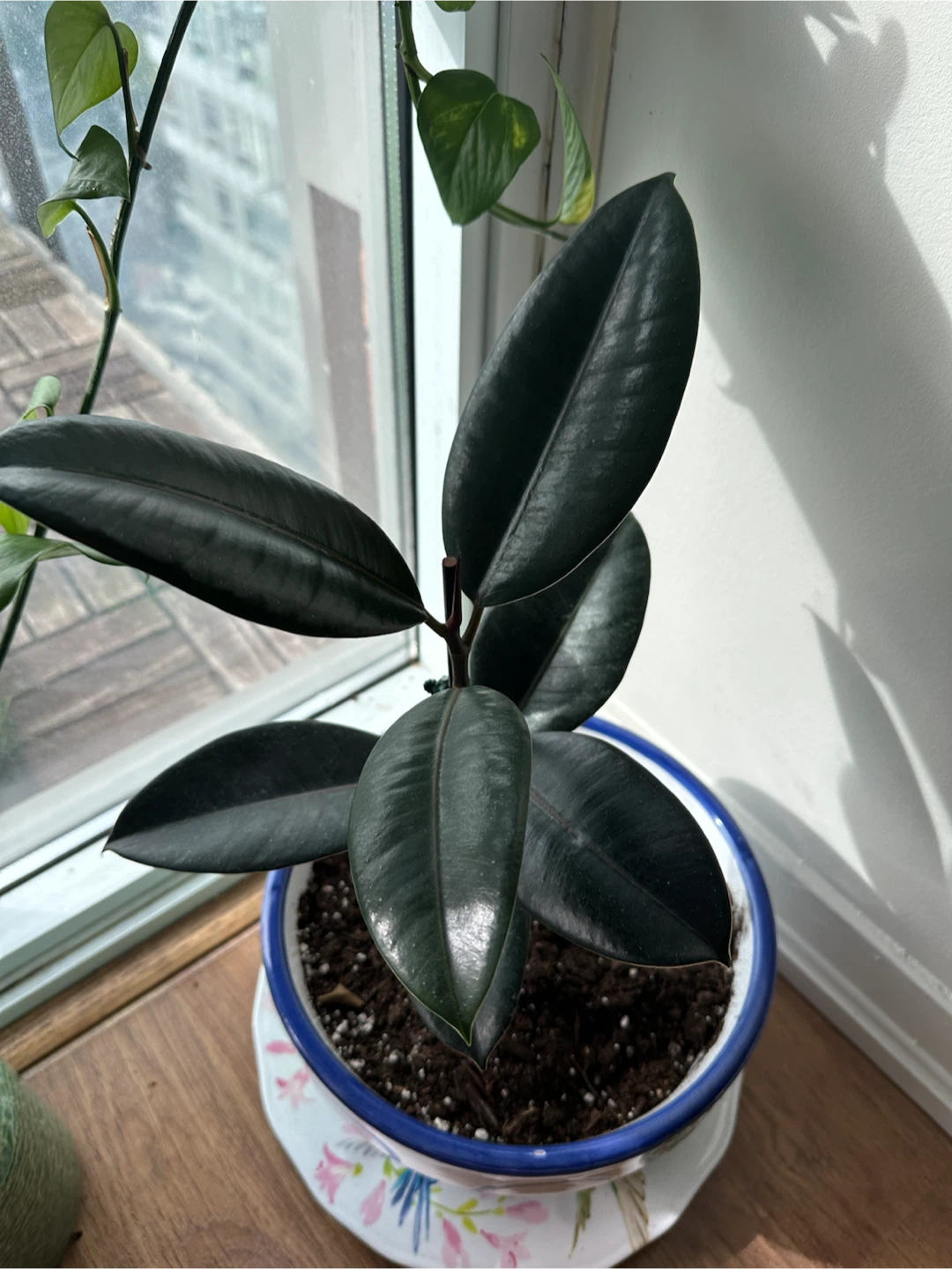 Healthy Rubber Plant (Ficus Elastica) in Ceramic Pot - photo 2