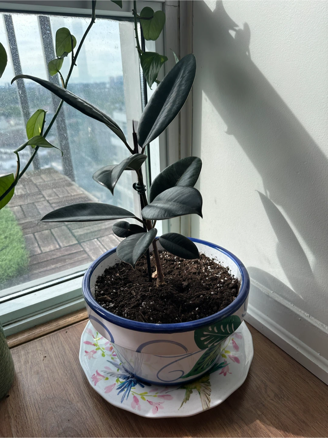 Healthy Rubber Plant (Ficus Elastica) in Ceramic Pot - photo 3