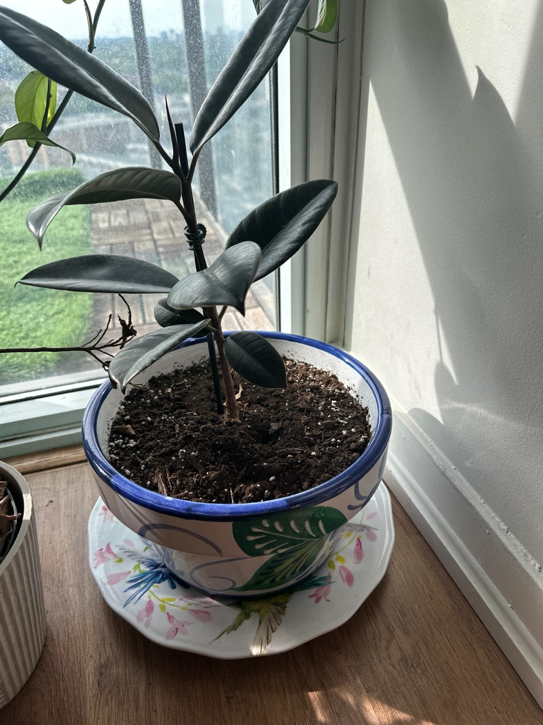 Healthy Rubber Plant (Ficus Elastica) in Ceramic Pot - photo 4
