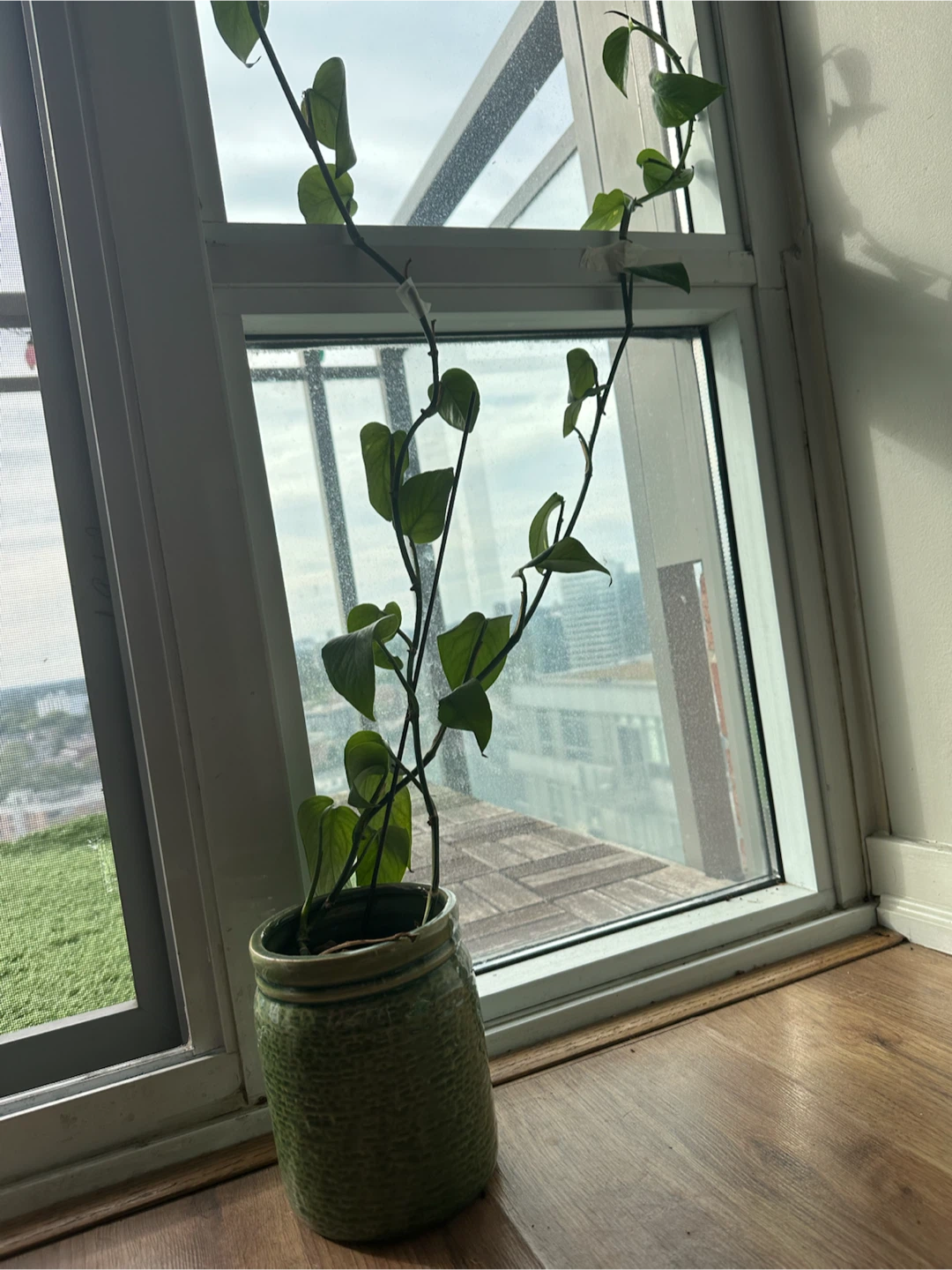 Long Vining Hoya Plant in Green Ceramic Pot - photo 2