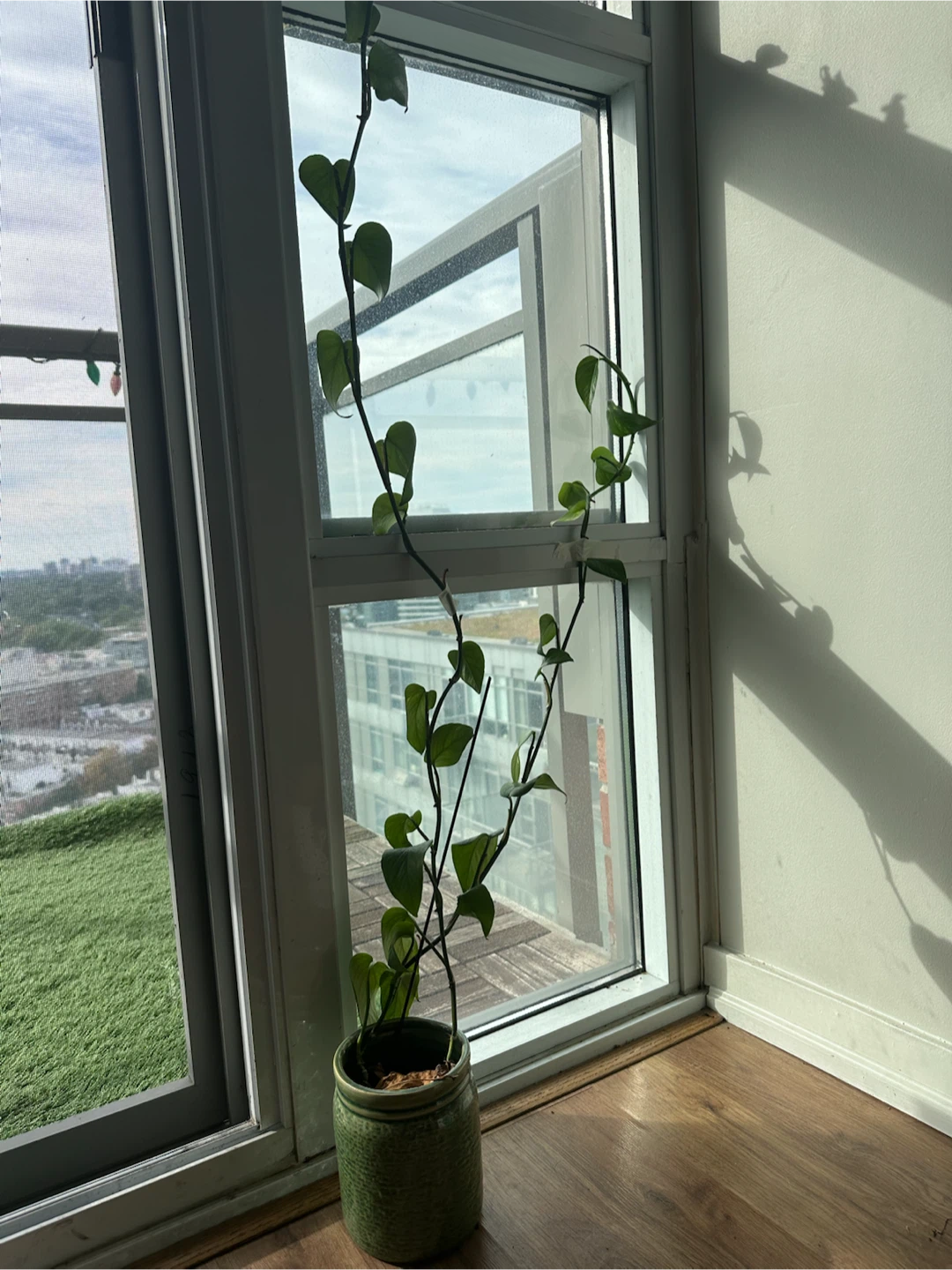Long Vining Hoya Plant in Green Ceramic Pot - photo 3
