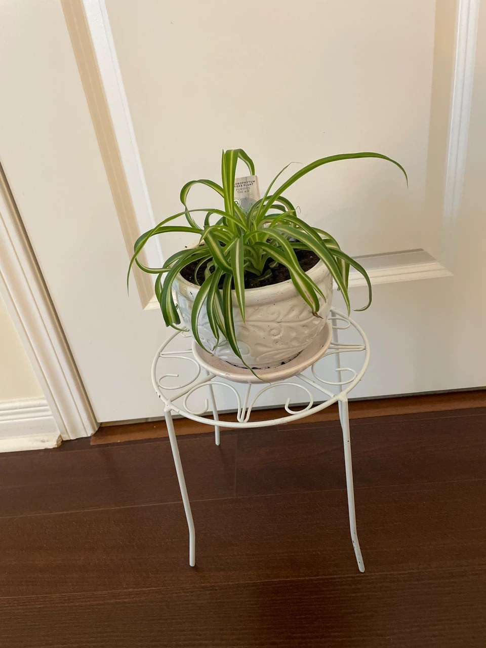 Spider Plant in Decorative White Ceramic Pot