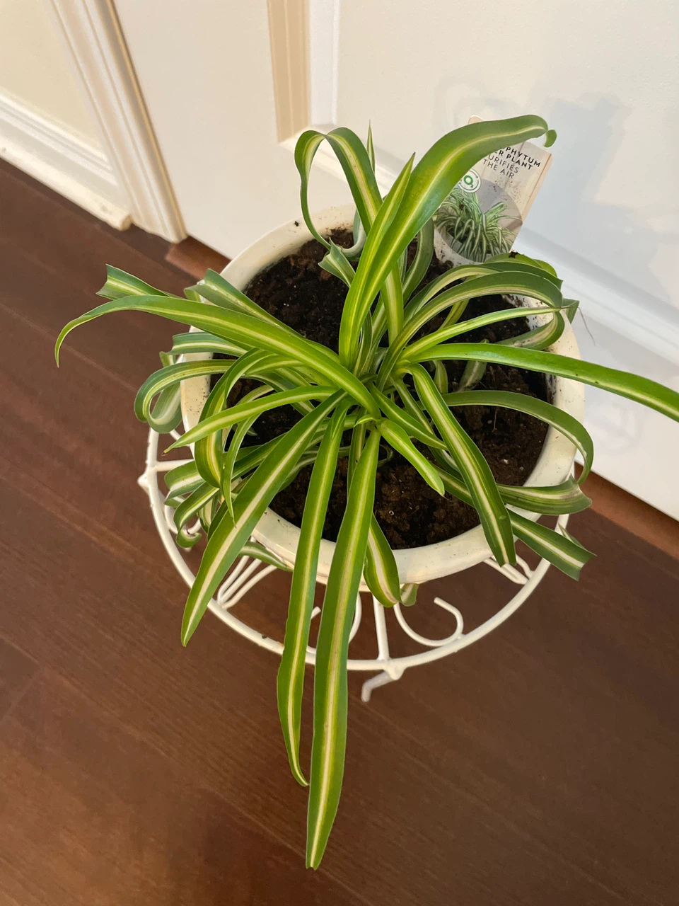 Spider Plant in Decorative White Ceramic Pot - photo 2
