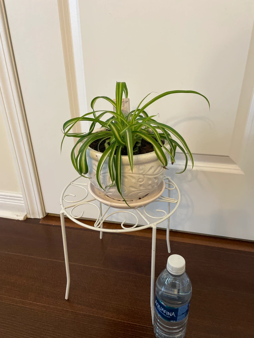Spider Plant in Decorative White Ceramic Pot - photo 3