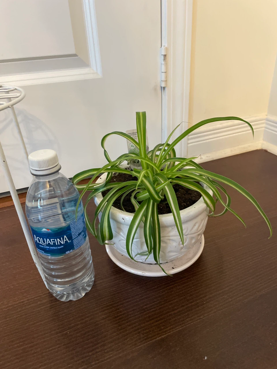 Spider Plant in Decorative White Ceramic Pot - photo 4