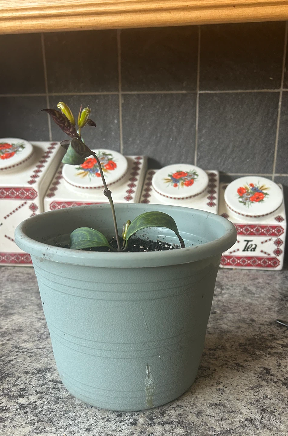Aeschynanthus Lipstick Plant 🏈