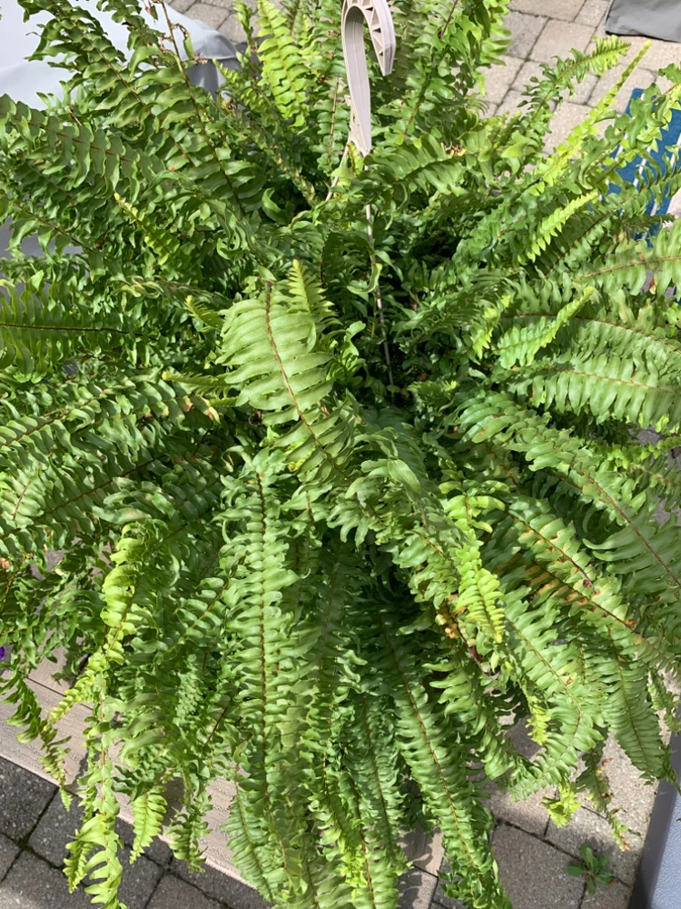 🏈Large Hanging Boston Fern
