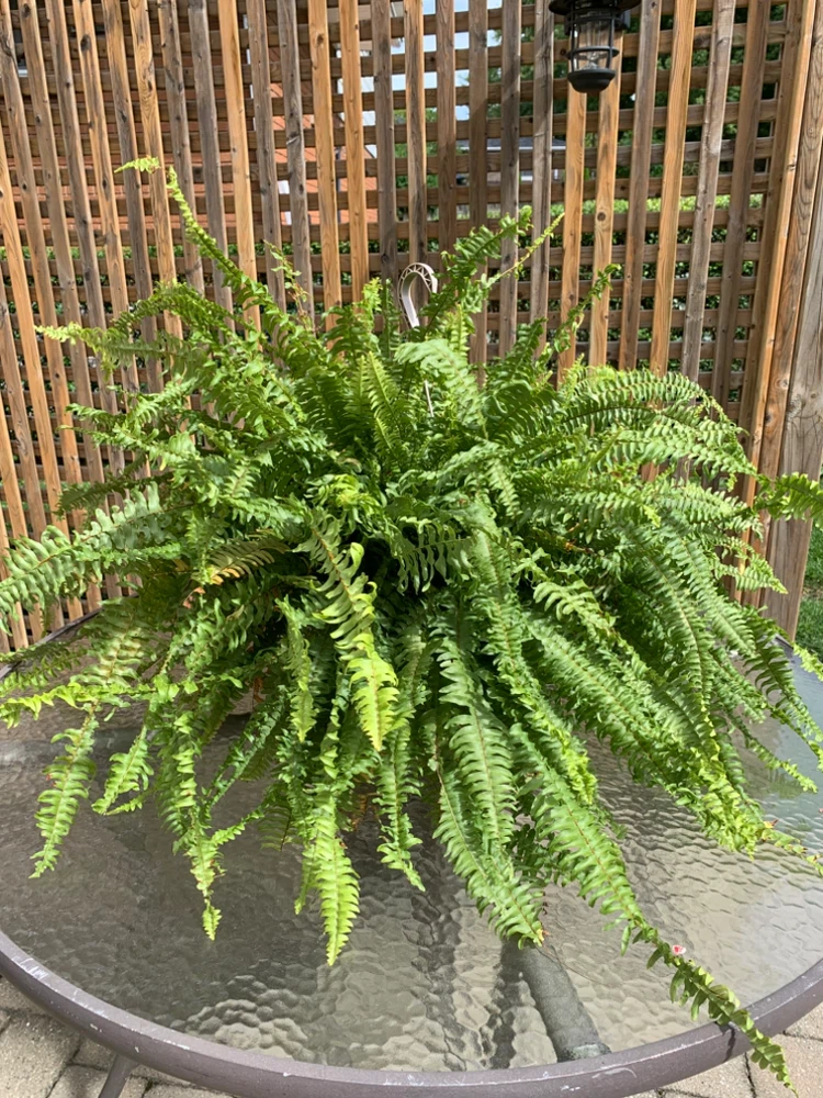 🏈Large Hanging Boston Fern - photo 2