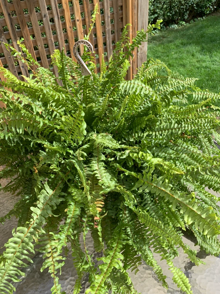 🏈Large Hanging Boston Fern - photo 3