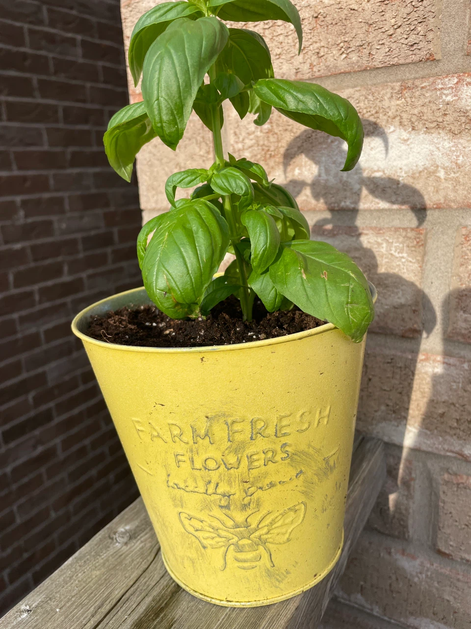 Fresh Basil Plant in Yellow Metal Pot
