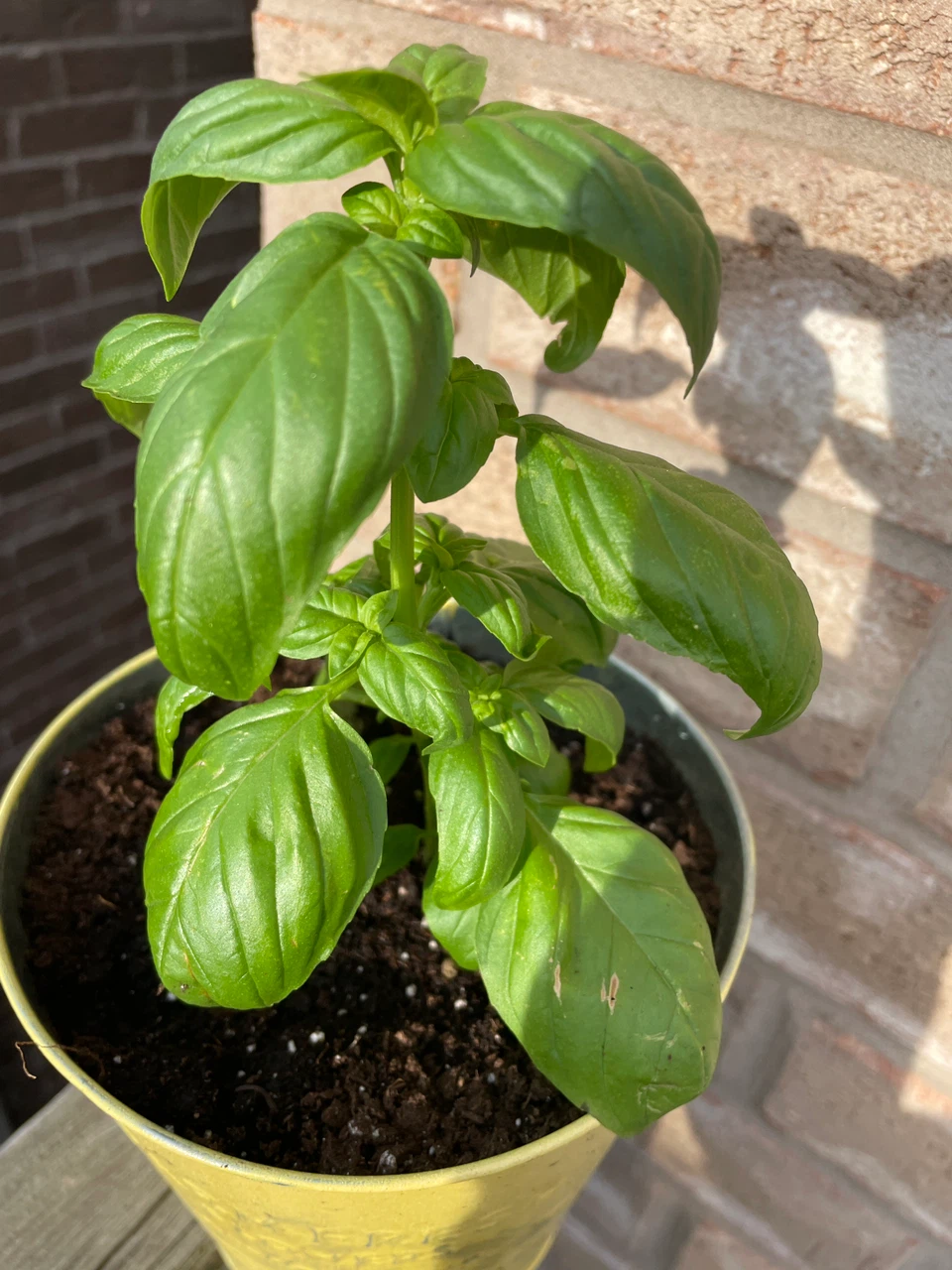 Fresh Basil Plant in Yellow Metal Pot - photo 2
