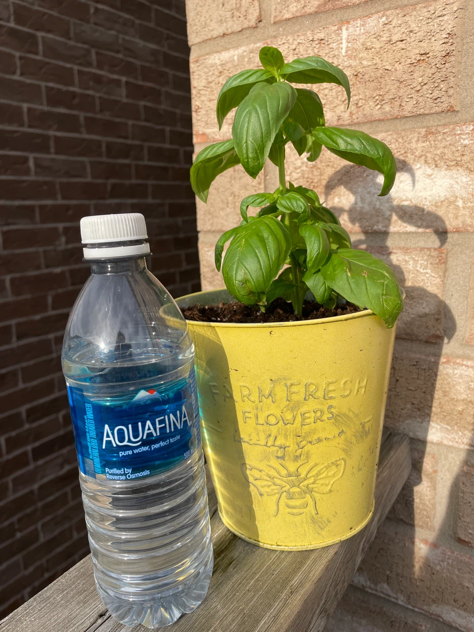 Fresh Basil Plant in Yellow Metal Pot - photo 3