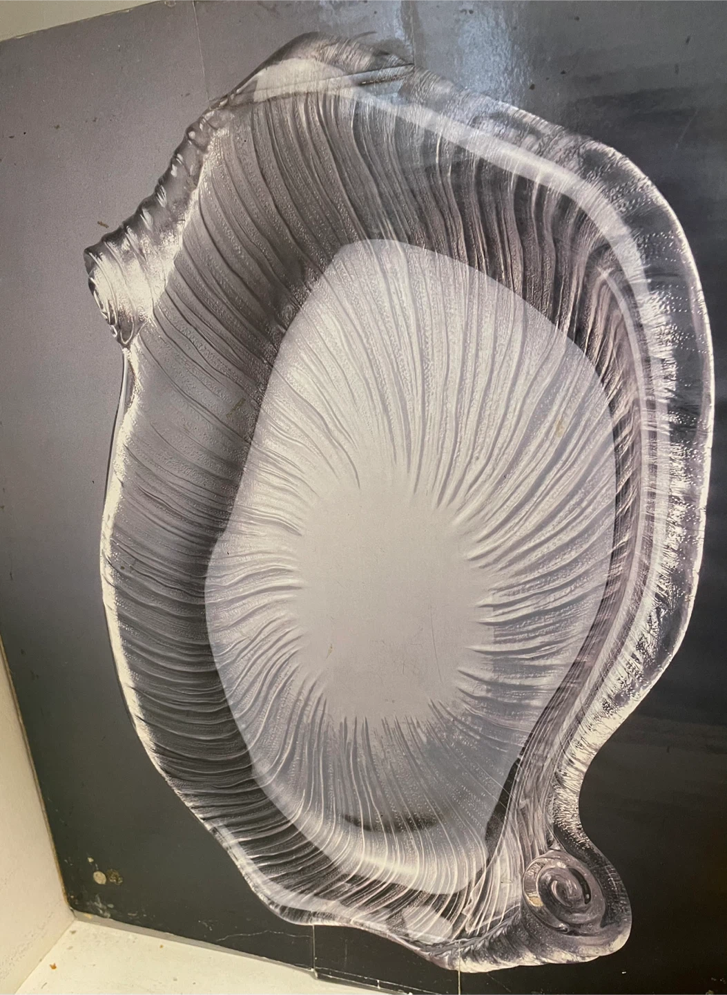 Clear Glass Shell Serving Dish