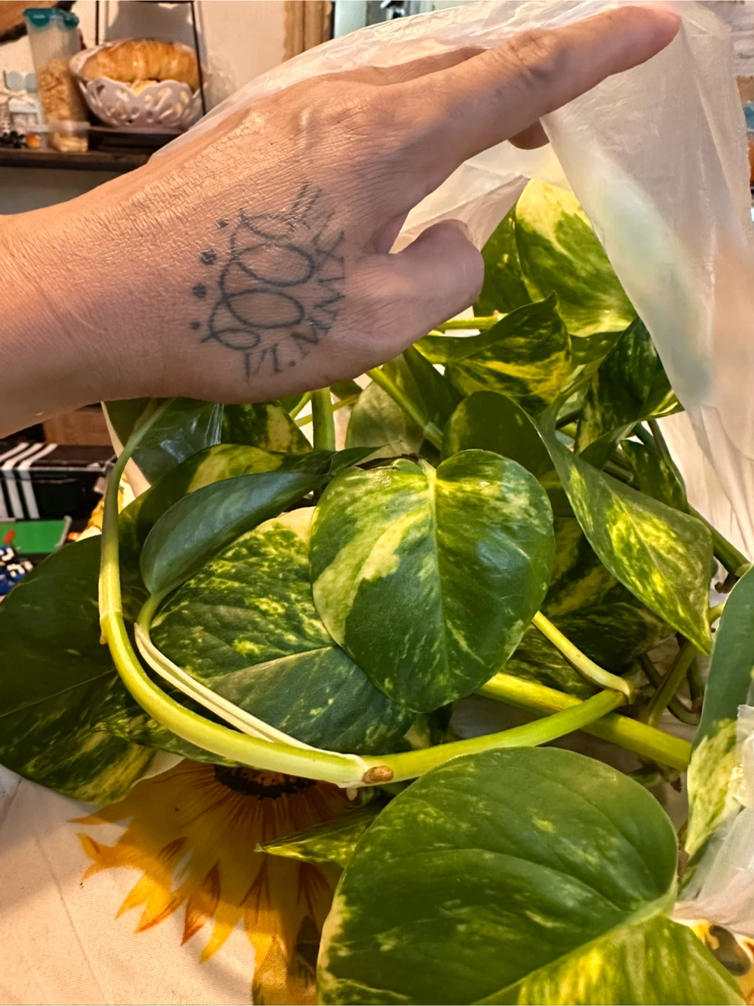 Golden  pothos cuttings