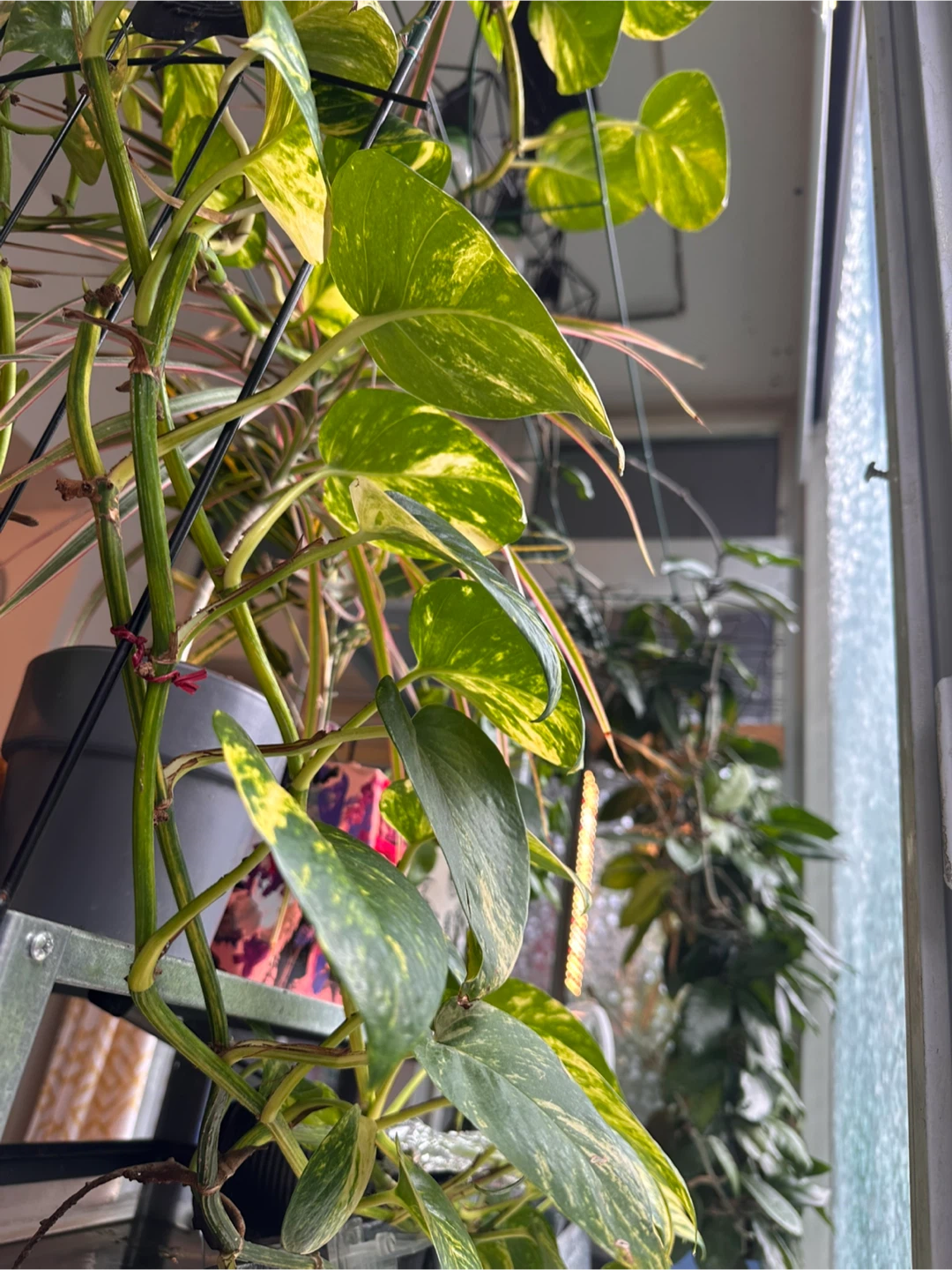 Golden  pothos cuttings - photo 2