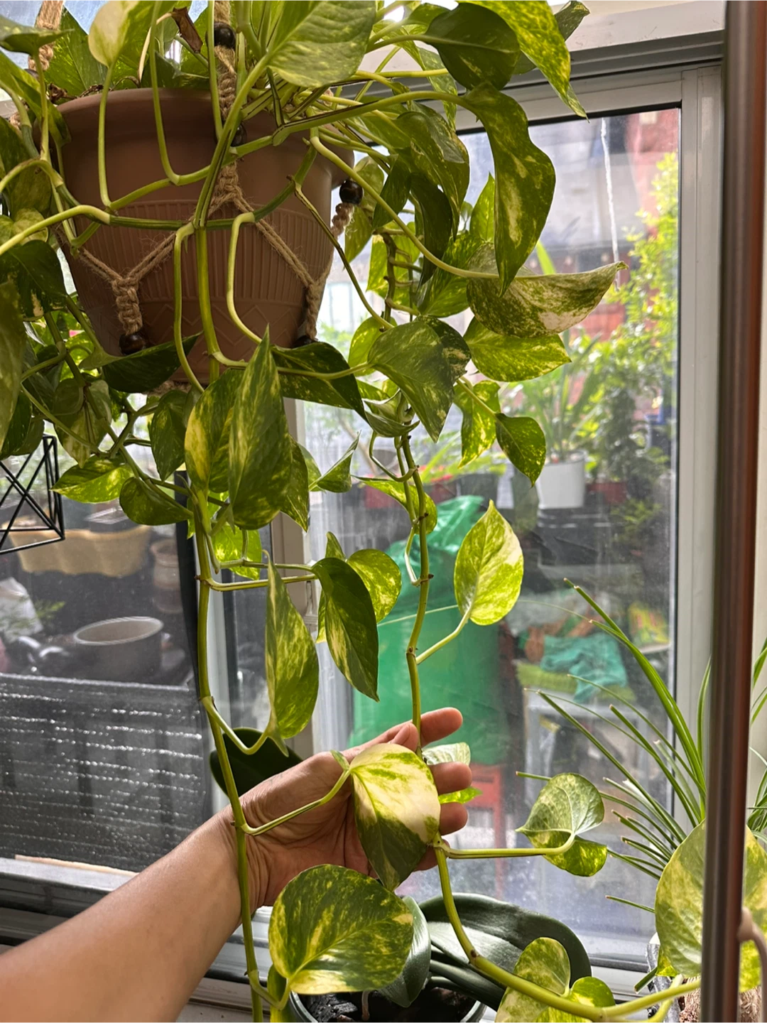 Golden  pothos cuttings - photo 5