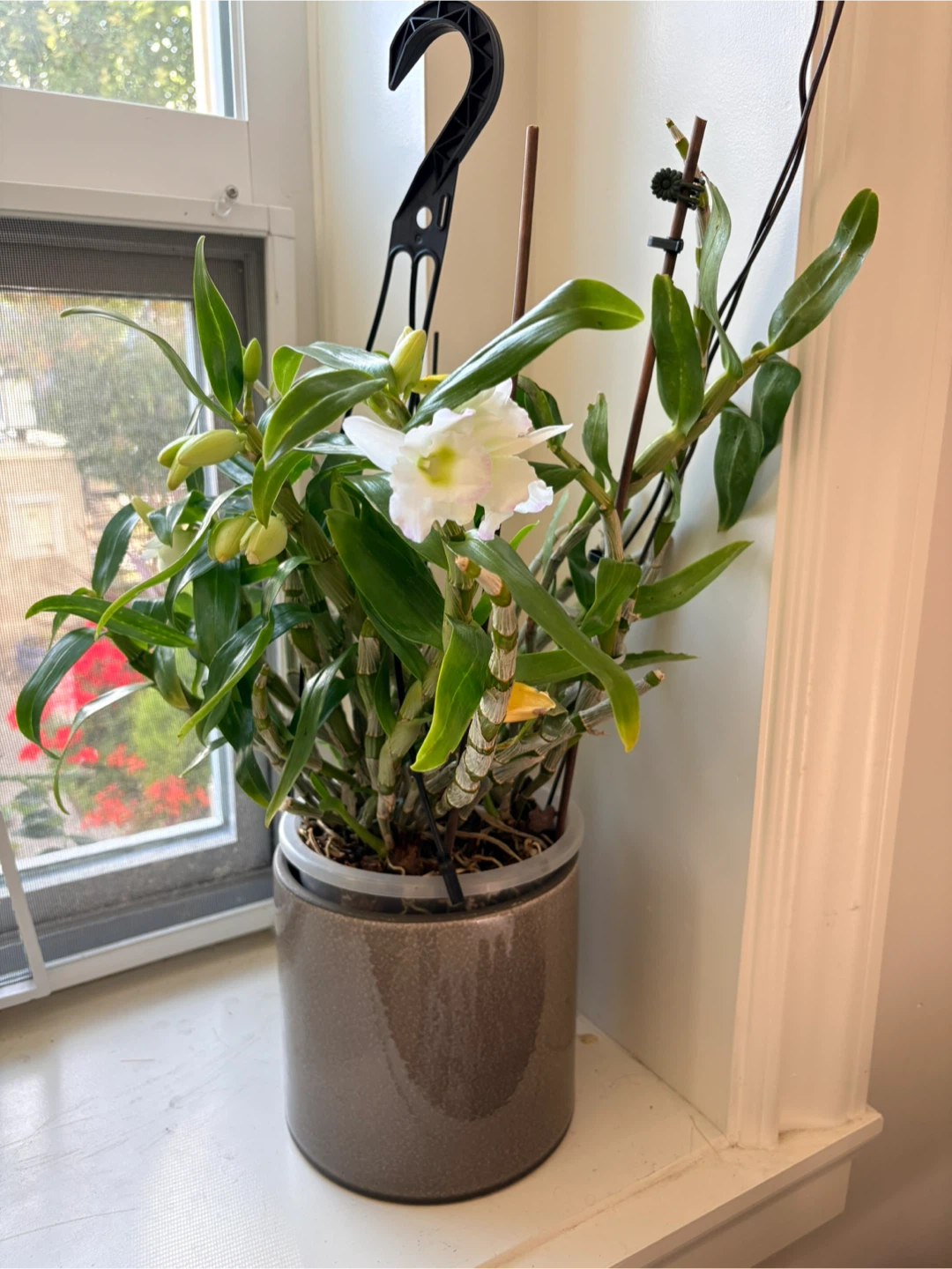 Dendrobium Orchid