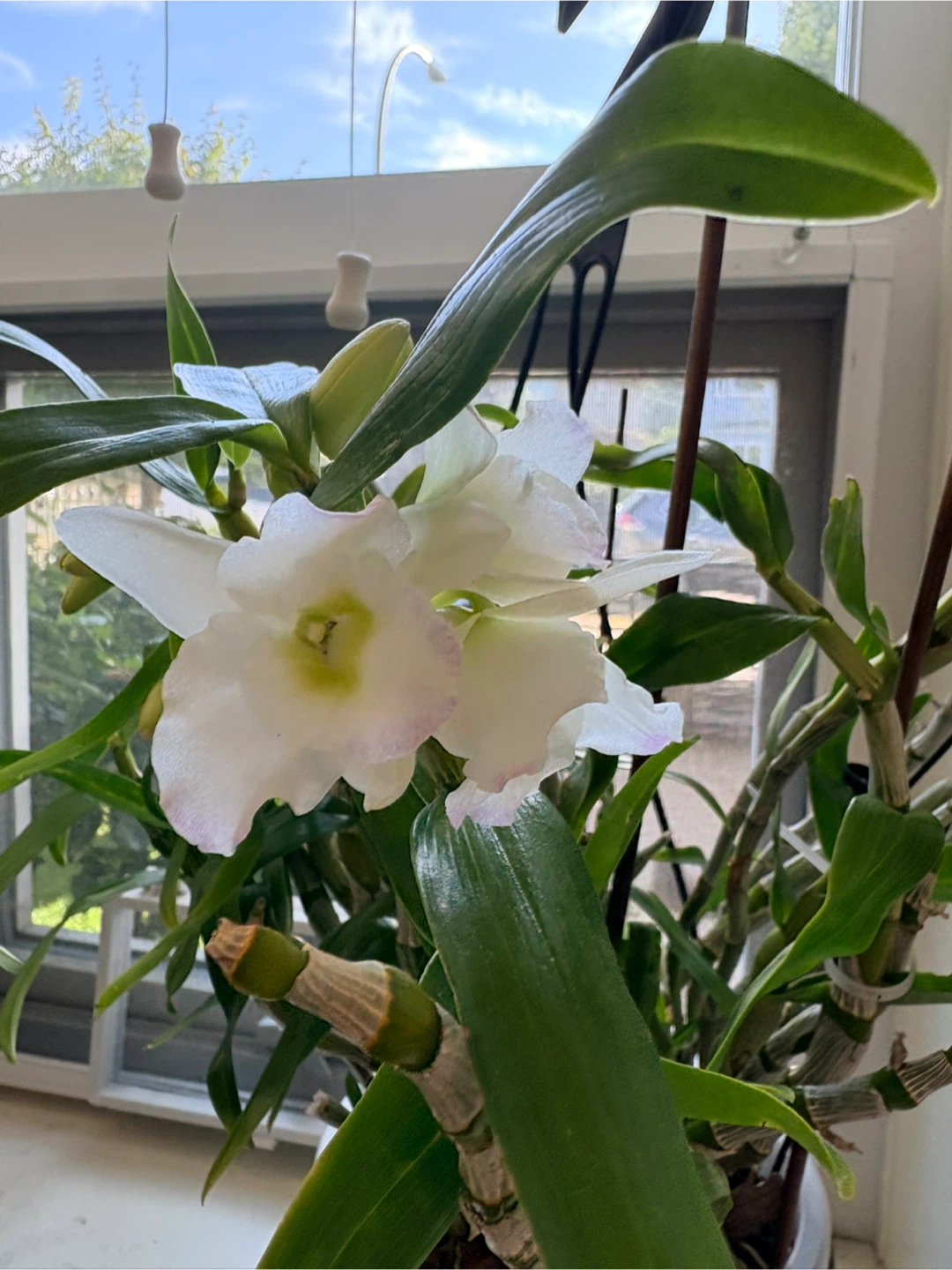 Dendrobium Orchid - photo 2