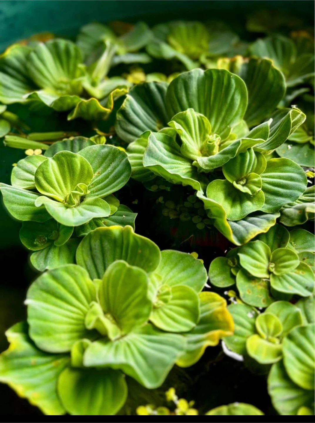🏈Healthy Floating Water Lettuce – Great for Ponds & Aquariums💕