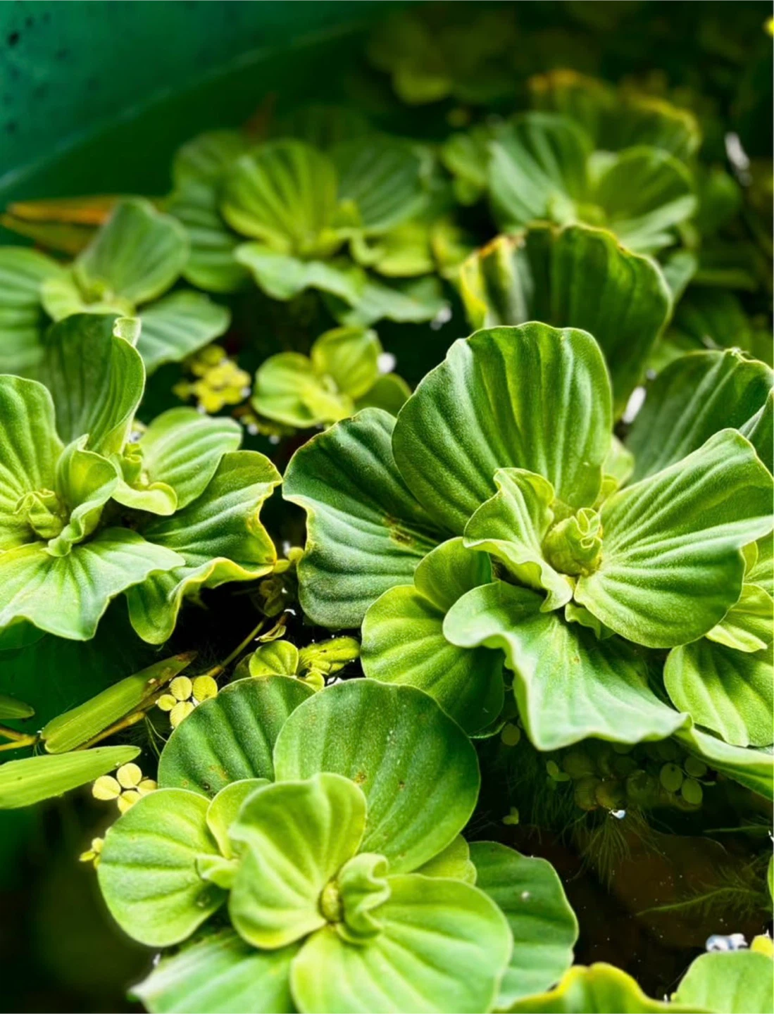 🏈Healthy Floating Water Lettuce – Great for Ponds & Aquariums💕 - photo 2