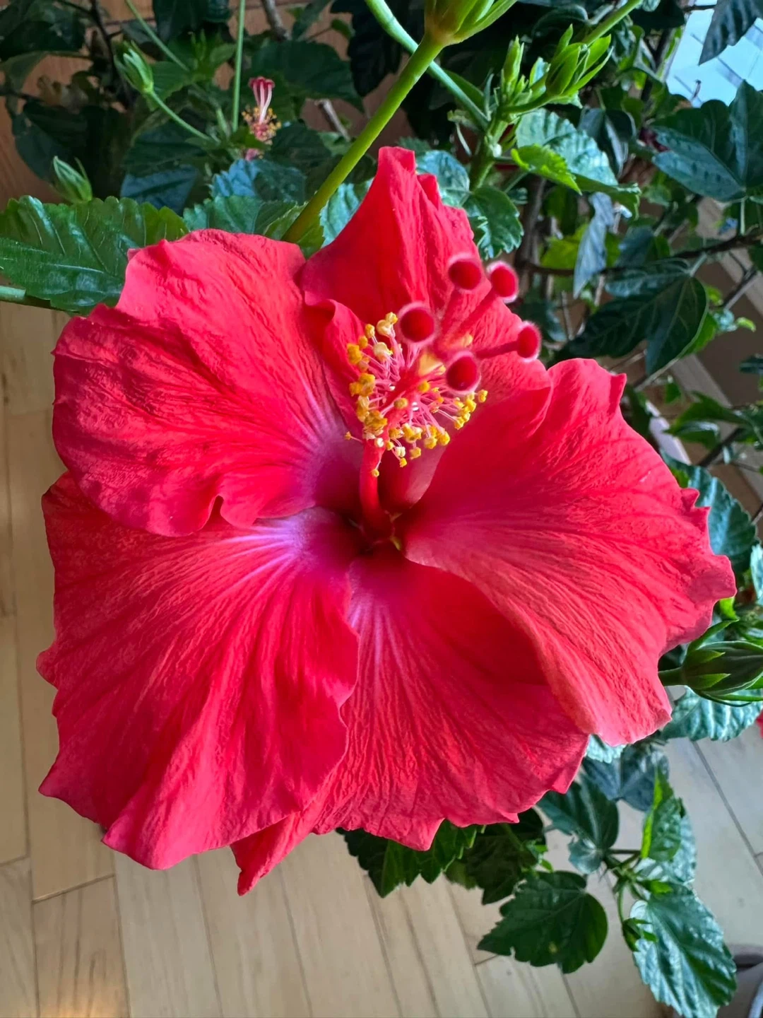 Large Potted Hibiscus Plant with Red Blooms