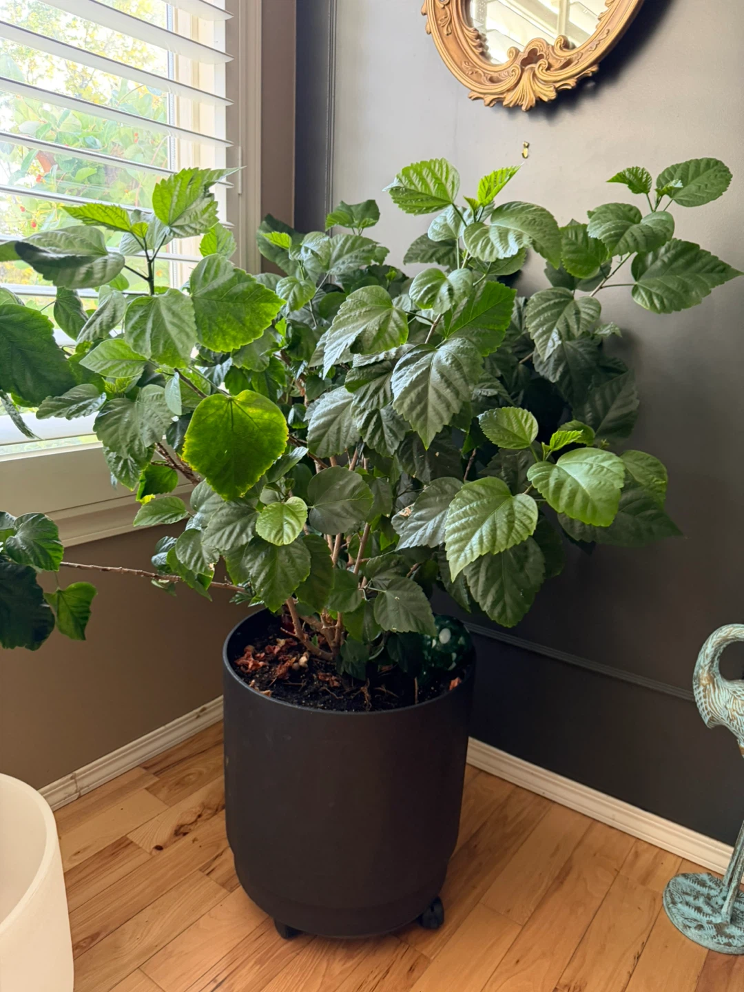 Large Potted Hibiscus Plant with Red Blooms - photo 2