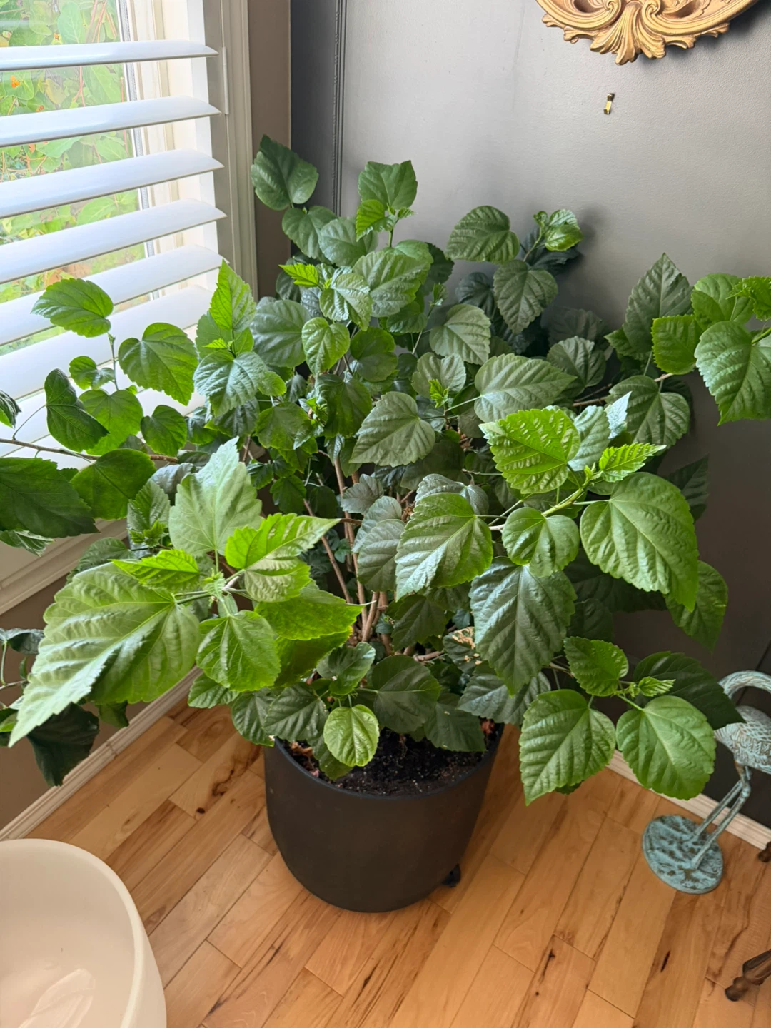 Large Potted Hibiscus Plant with Red Blooms - photo 3