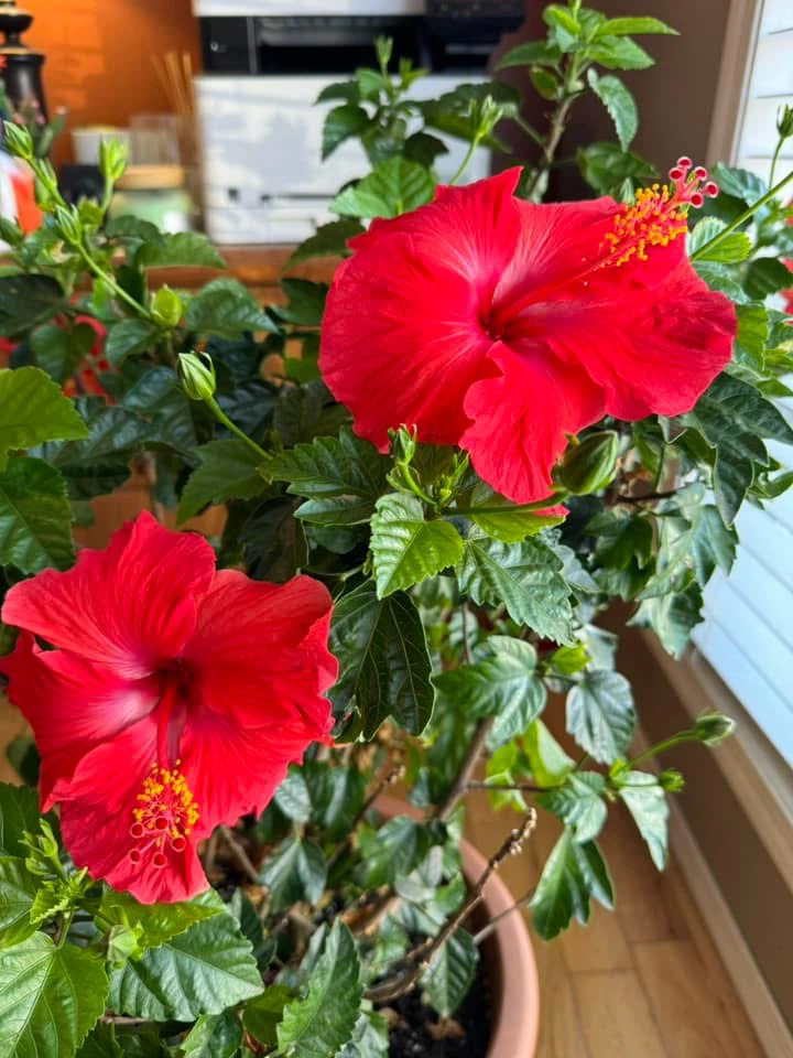 Large Potted Hibiscus Plant with Red Blooms - photo 4