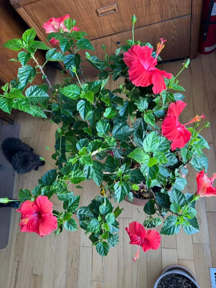 Large Potted Hibiscus Plant with Red Blooms - photo 5