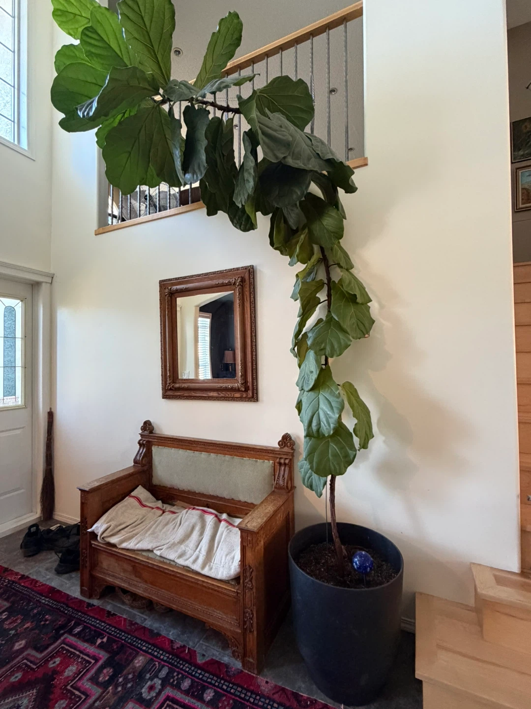 Large tall Fiddle Leaf Fig Plant