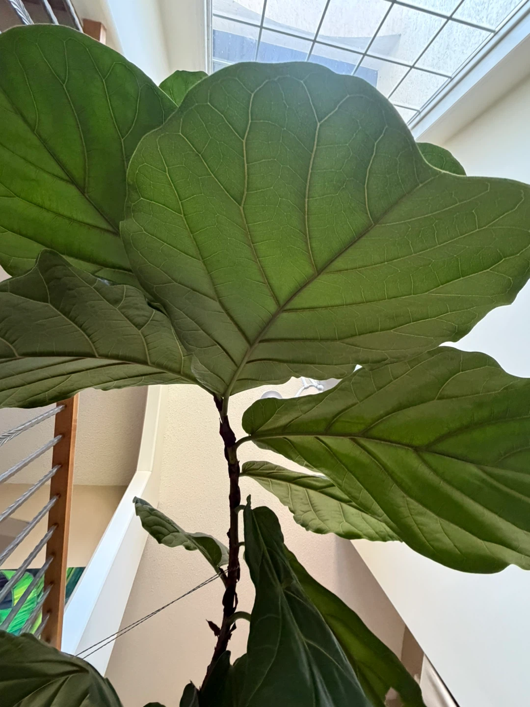 Large tall Fiddle Leaf Fig Plant - photo 2