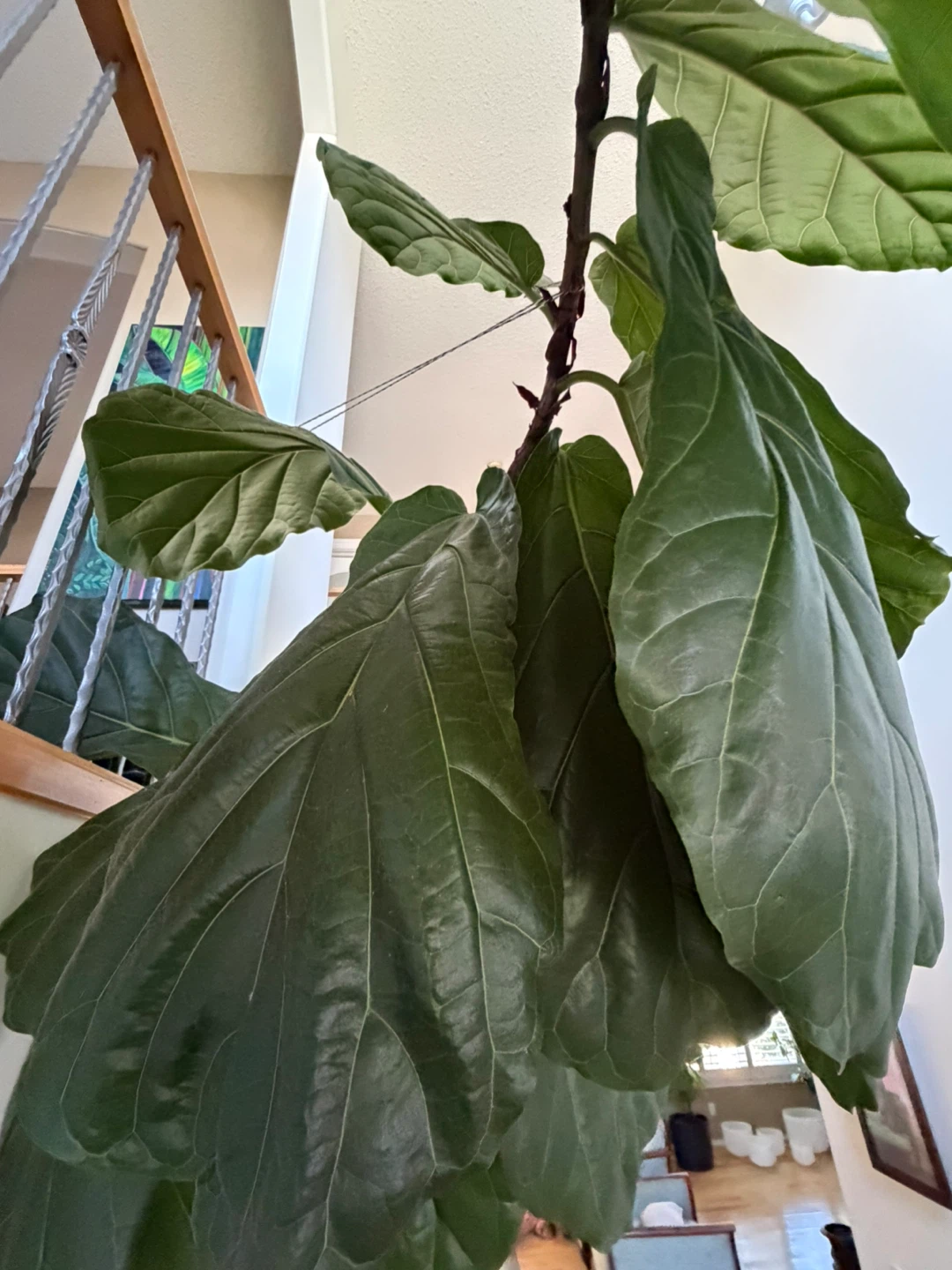 Large tall Fiddle Leaf Fig Plant - photo 3