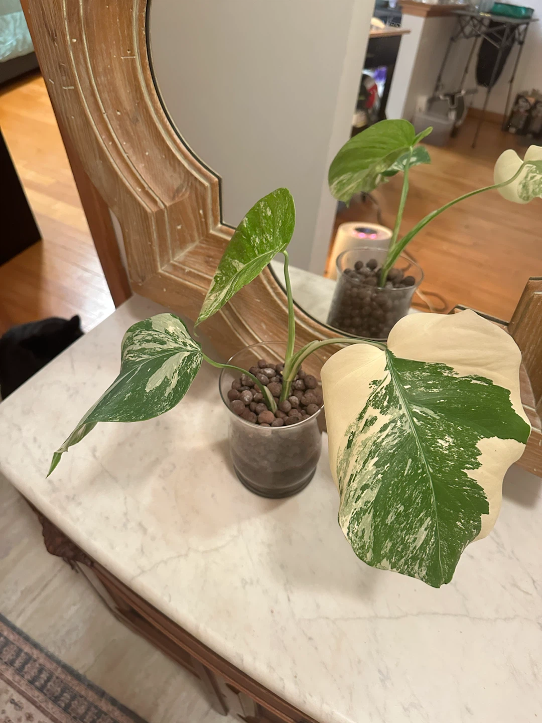 Monstera Albo in LECA—high variegation