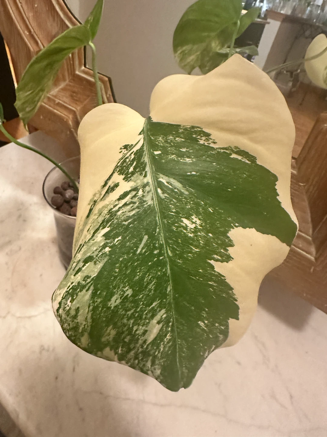 Monstera Albo in LECA—high variegation - photo 2