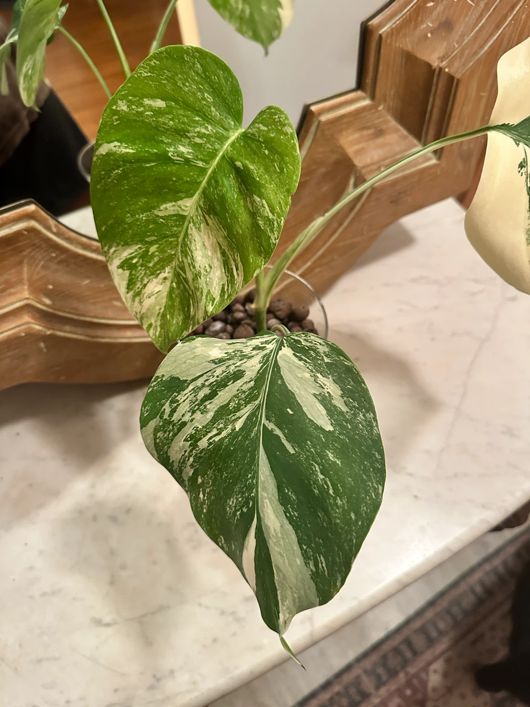 Monstera Albo in LECA—high variegation - photo 3