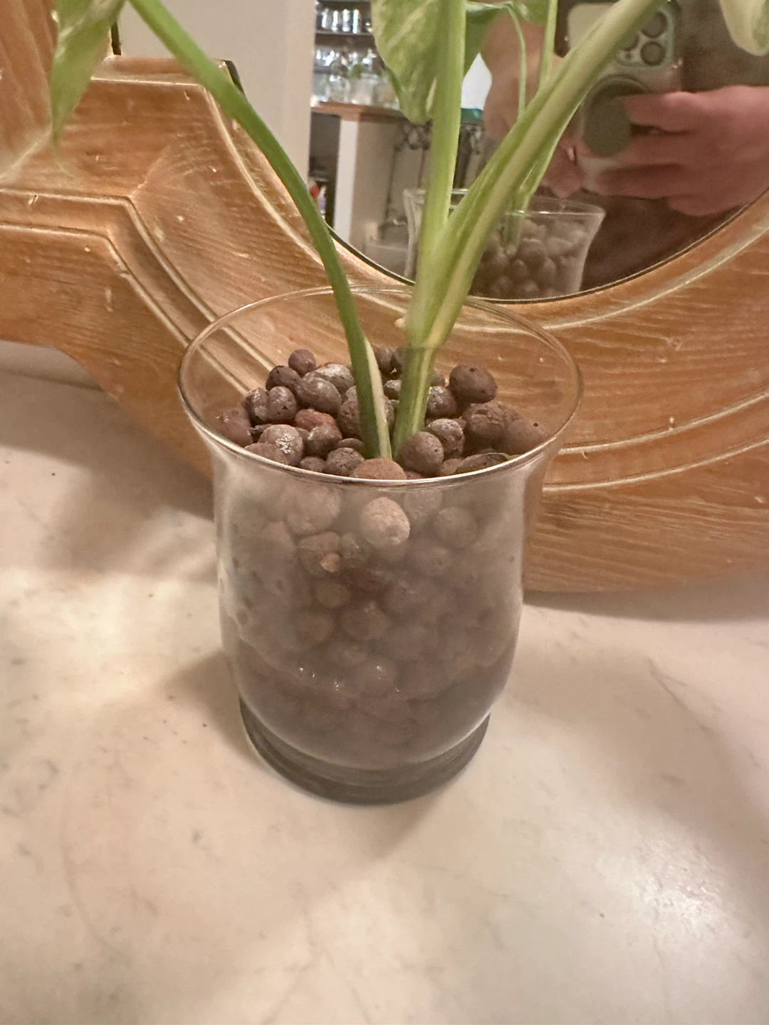 Monstera Albo in LECA—high variegation - photo 4