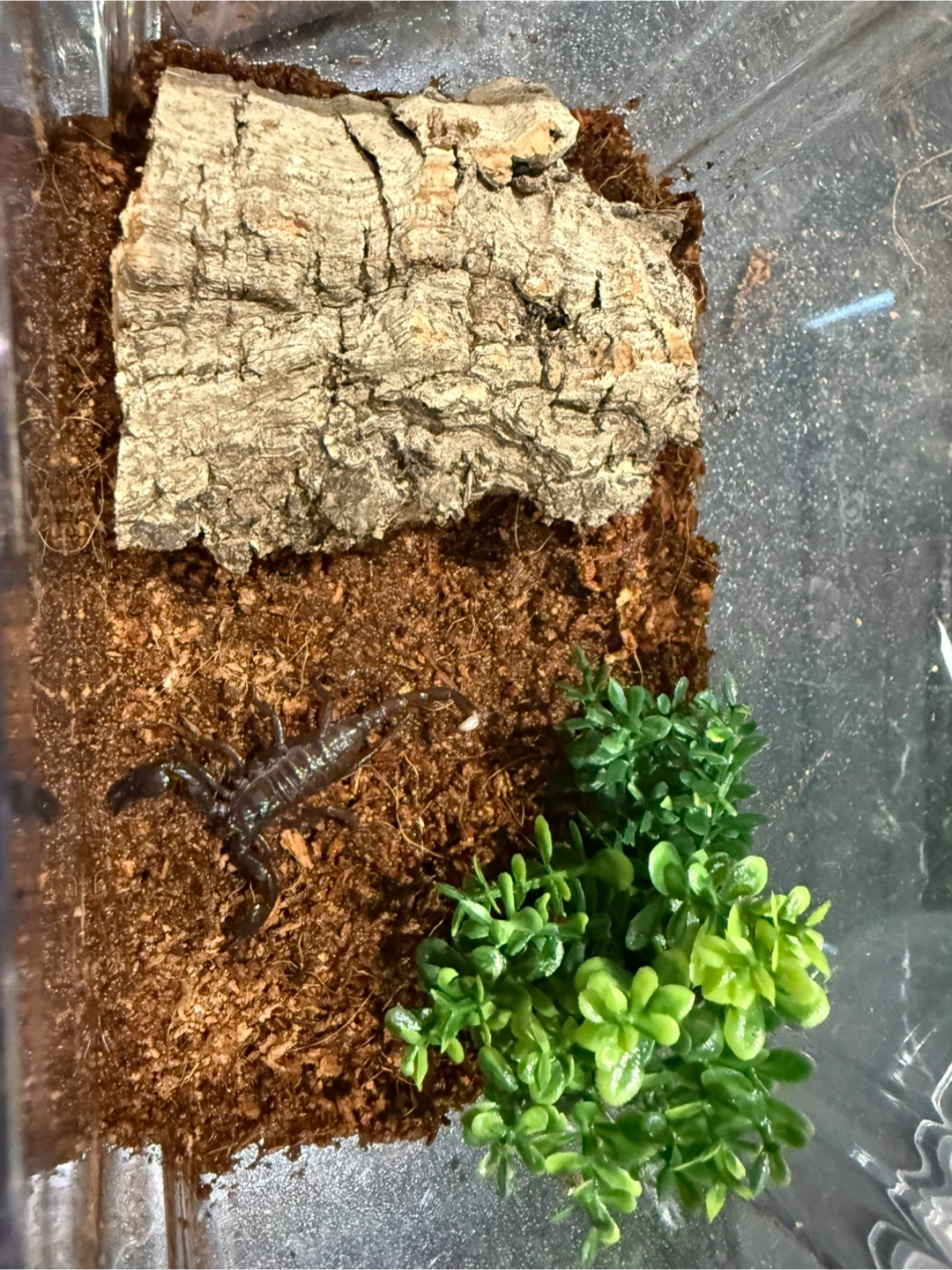 Emperor scorpion enclosure