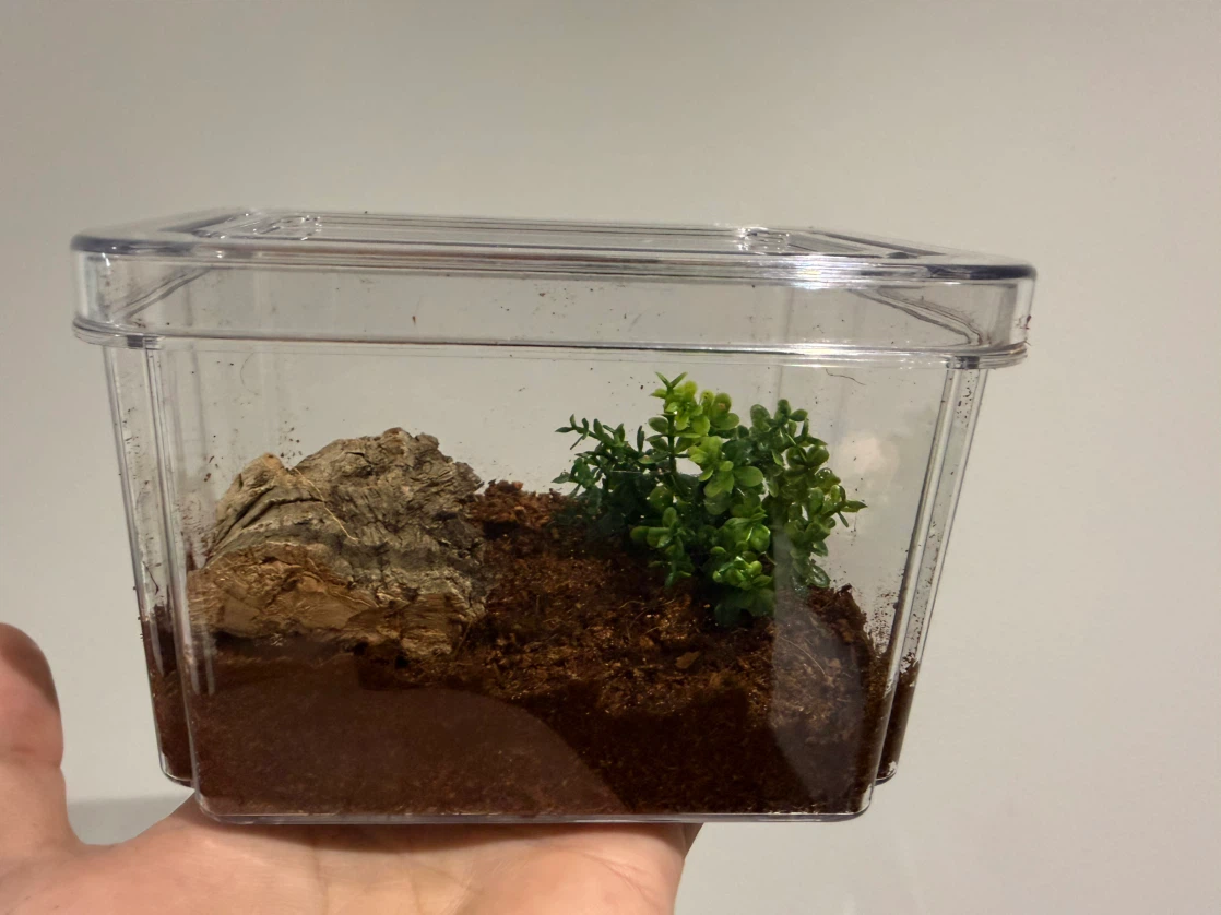Emperor scorpion enclosure - photo 2