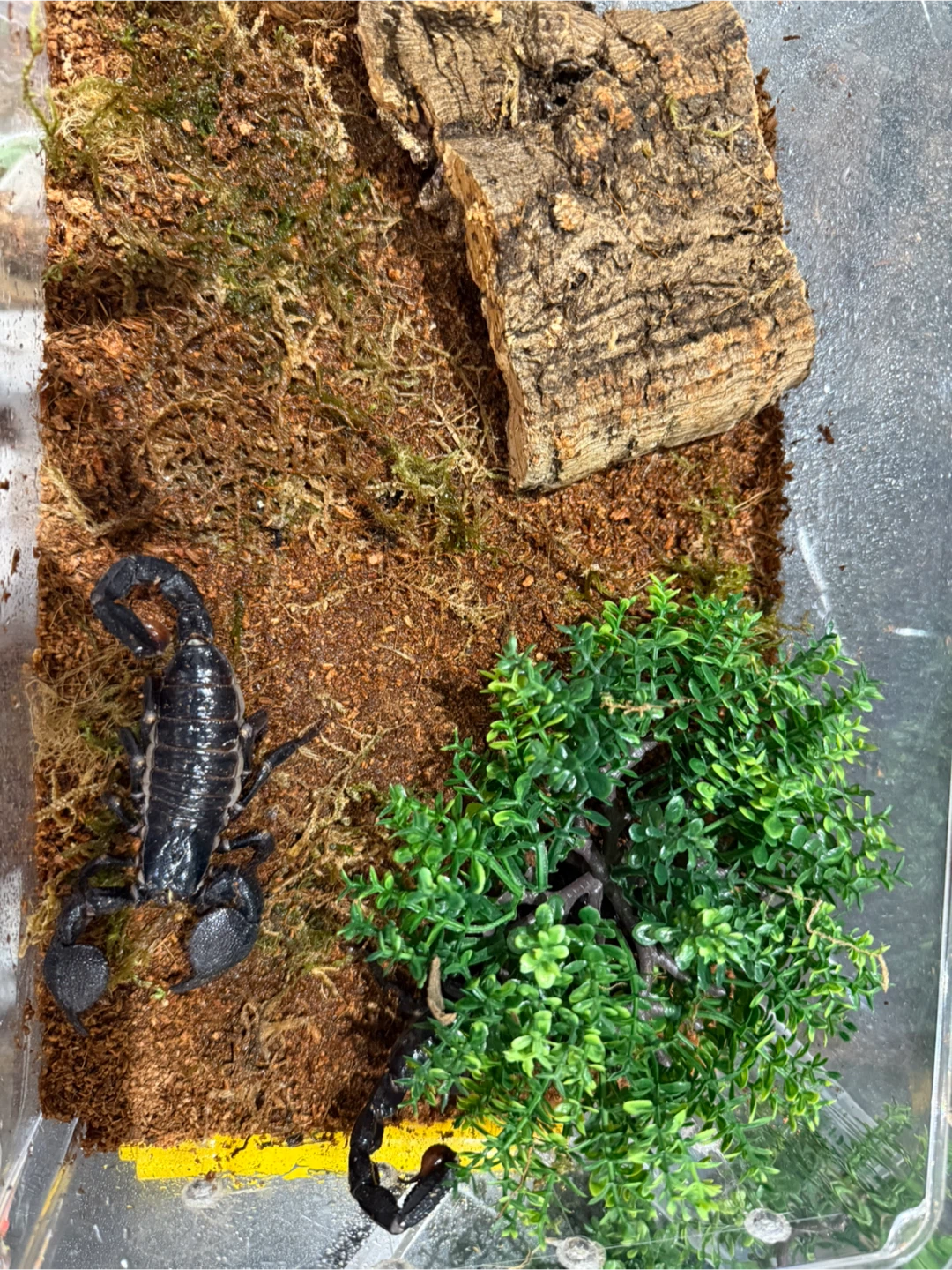 Emperor scorpion enclosure - photo 3