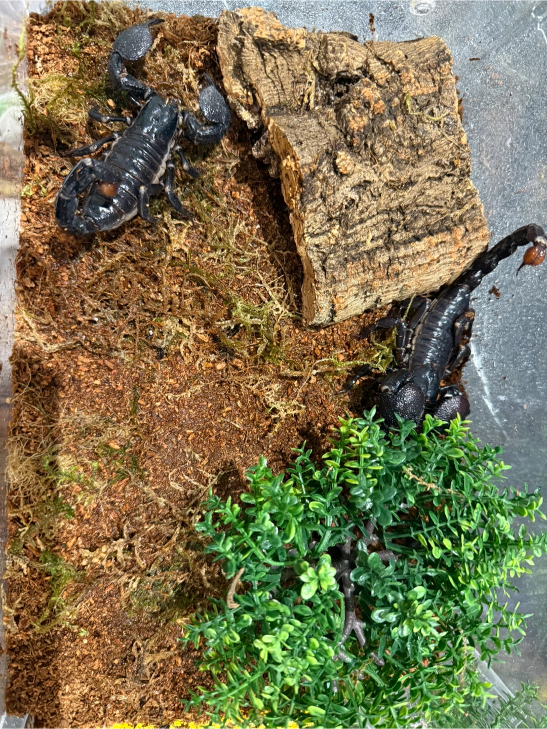Emperor scorpion enclosure - photo 4