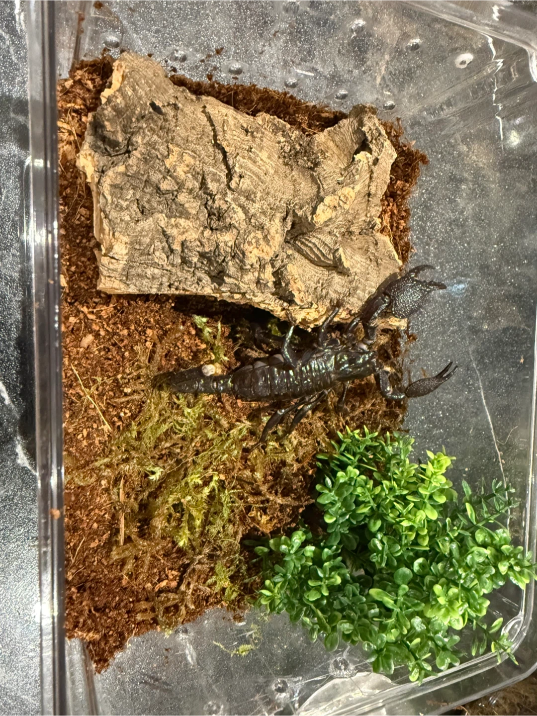 Emperor scorpion enclosure - photo 5
