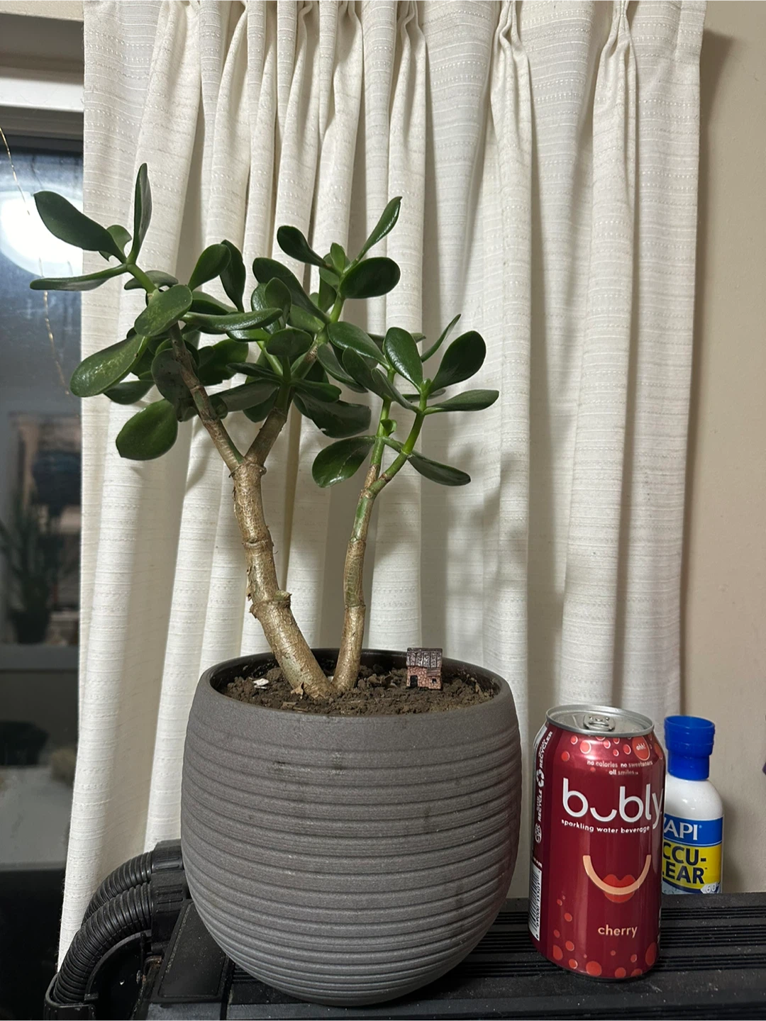 Jade Plant in Grey Planter